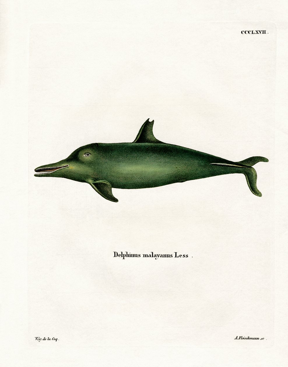 Delfin malajski (kolorowy grawerunek) autorstwa German School