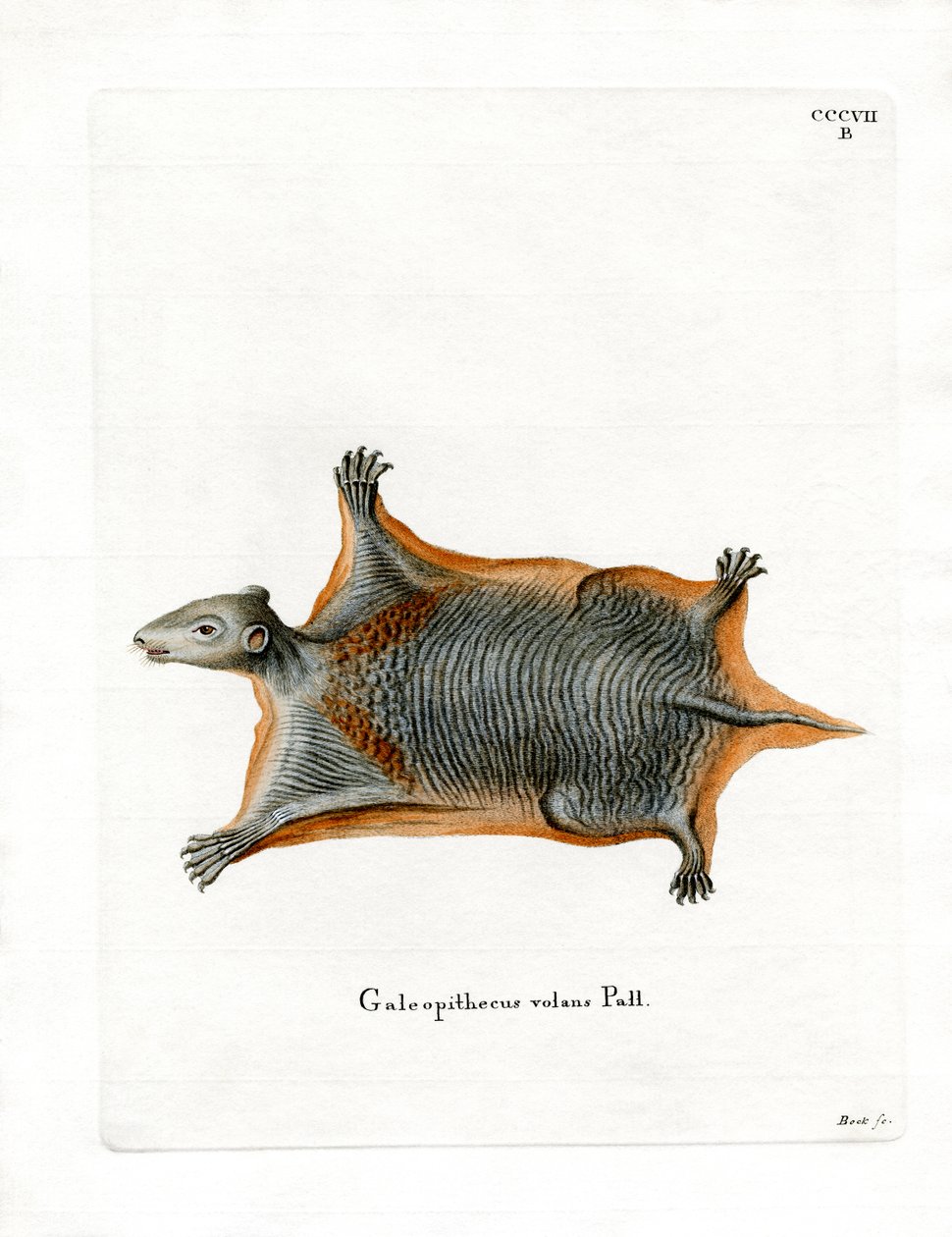 Latający lemur malajski (kolorowy grawerunek) autorstwa German School
