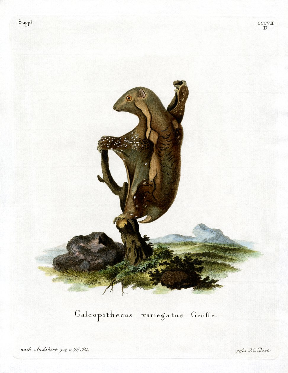 Latający lemur malajski (kolorowy grawerunek) autorstwa German School
