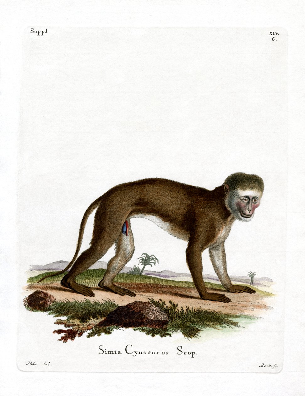 Malbrouck Monkey (kolorowy grawerunek) autorstwa German School