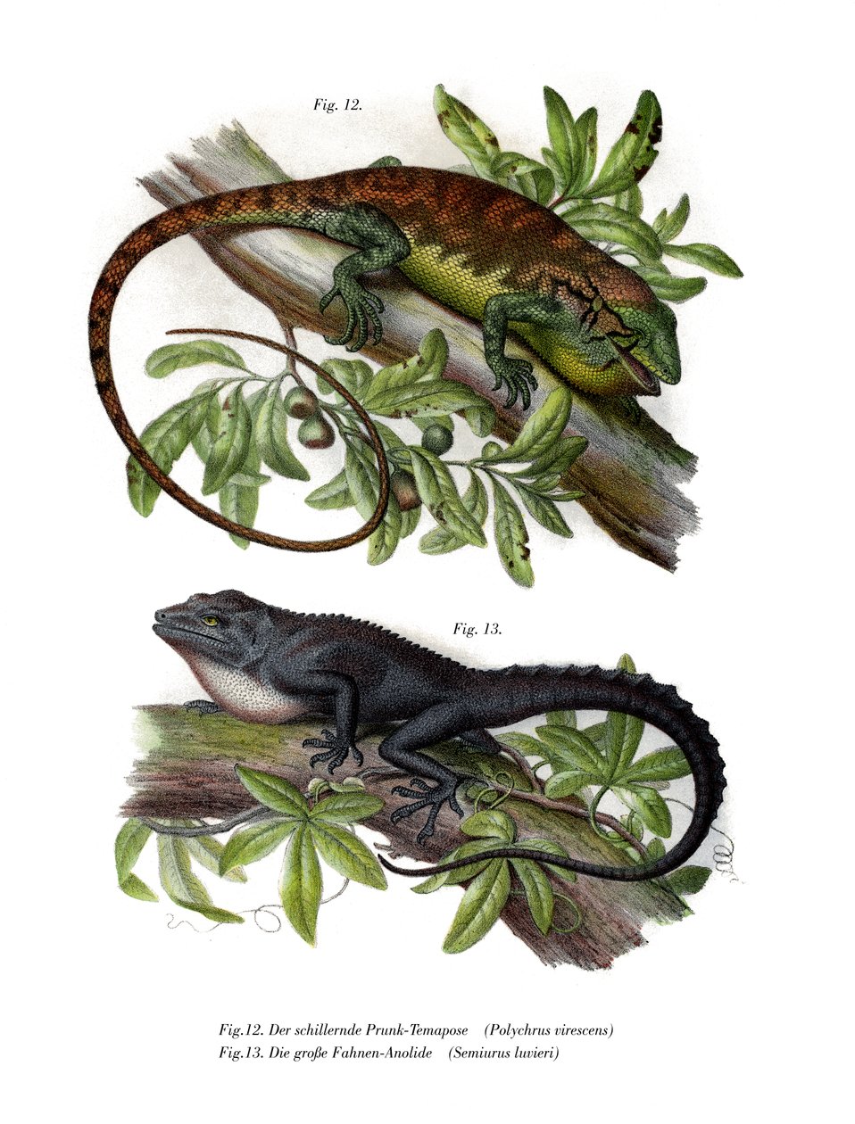 Wielokolorowy Anole Bush (kolor lito) autorstwa German School