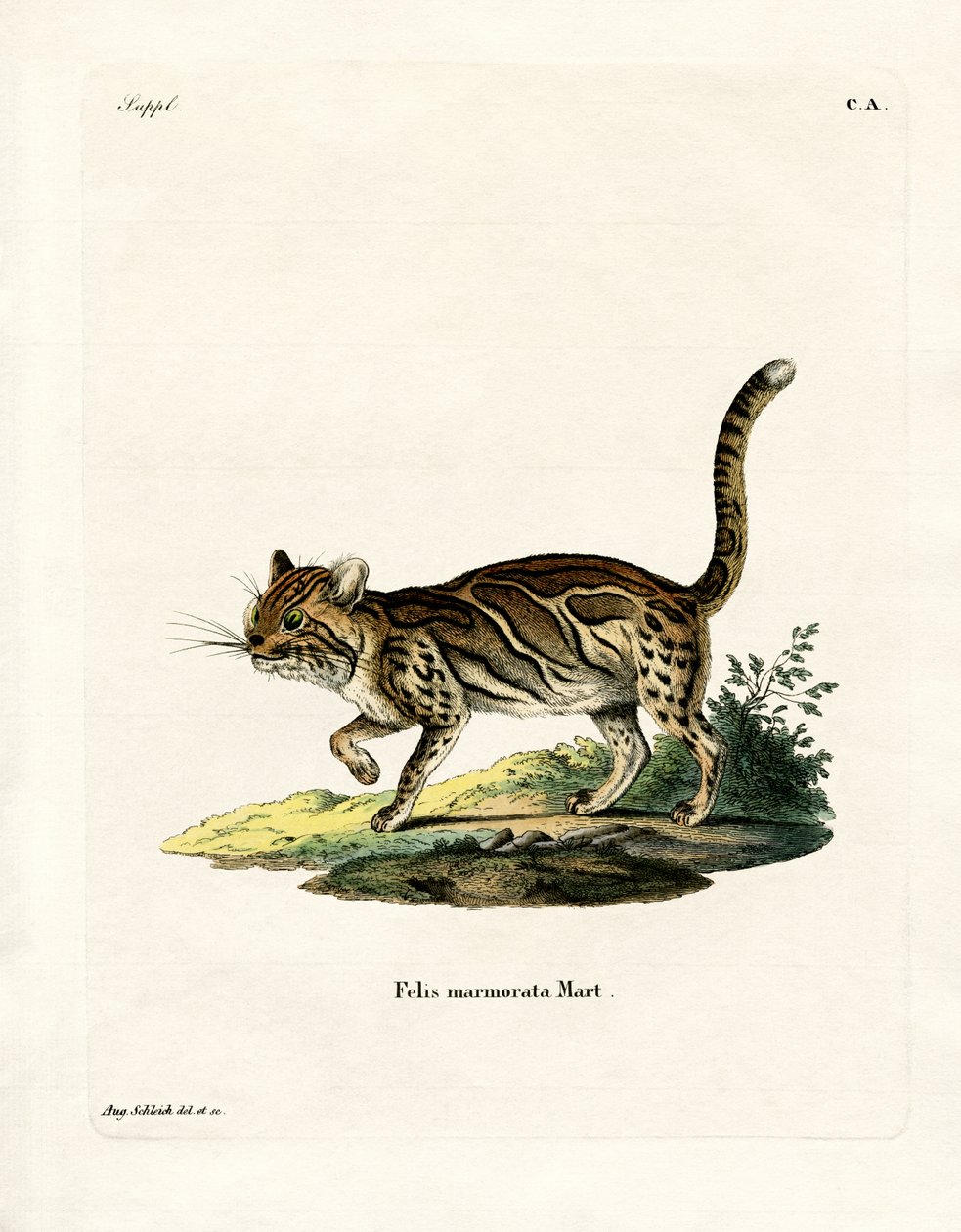 Marbled Cat (kolorowy grawerunek) autorstwa German School