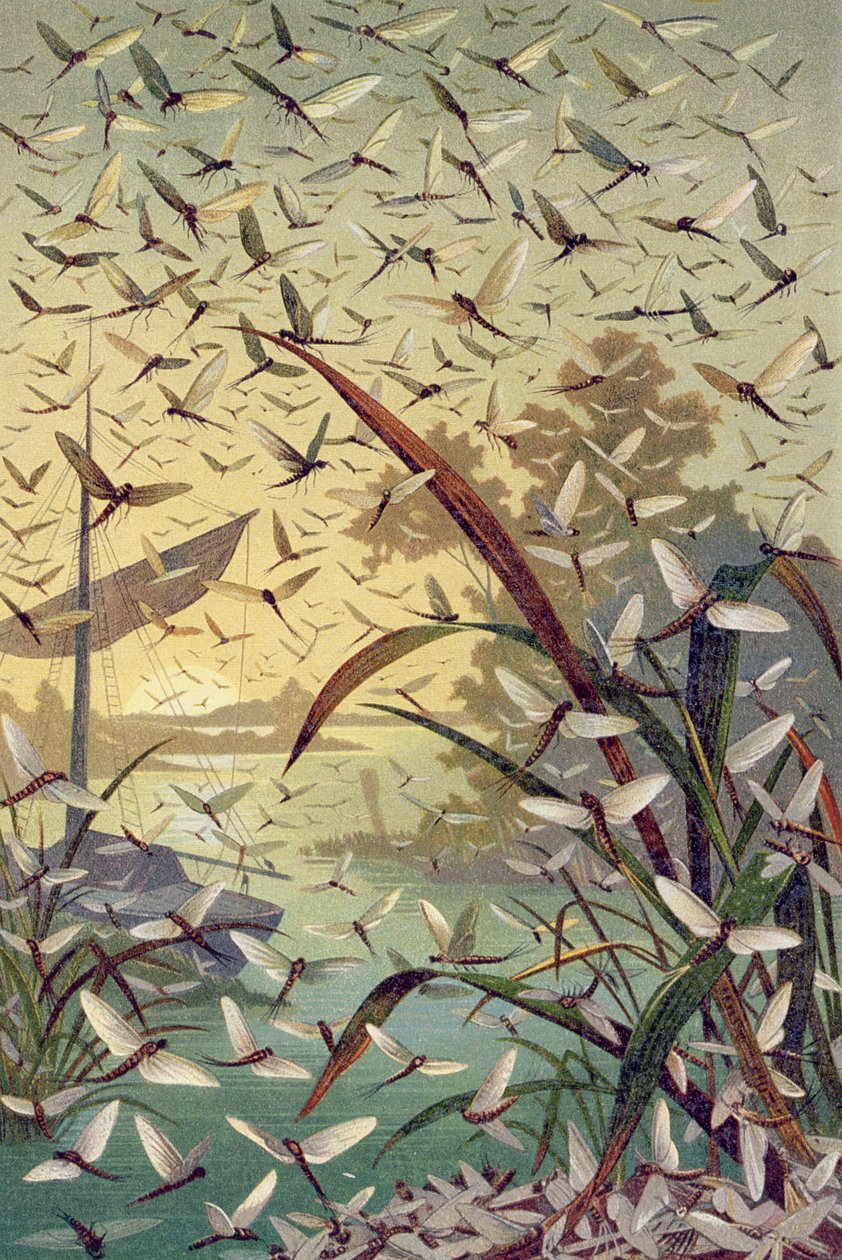 Mayfly, tabliczka z życia zwierząt Brehma: ogólna wiedza o królestwie zwierząt, t.9, s.546, wyd. Instytut Bibliograficzny, 1892 autorstwa German School
