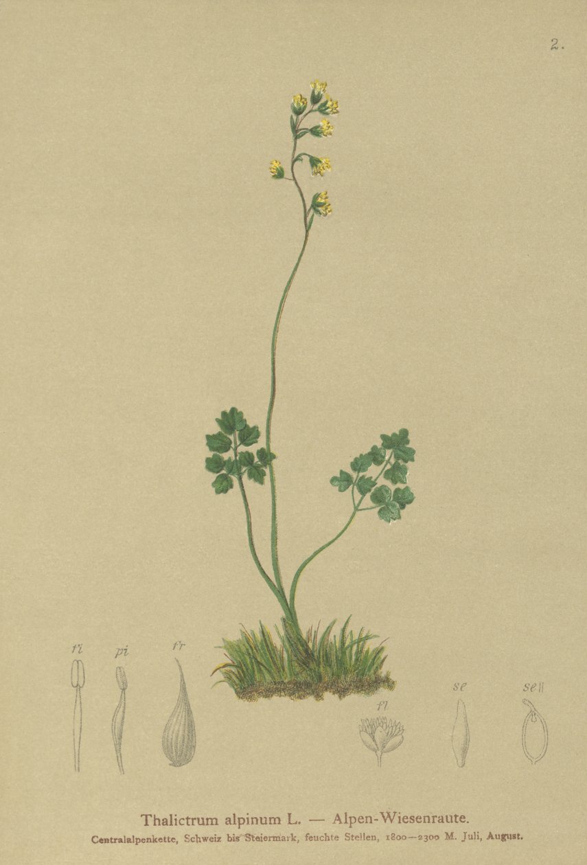 Ruta łąkowa (Thalictrum alpinum) autorstwa German School