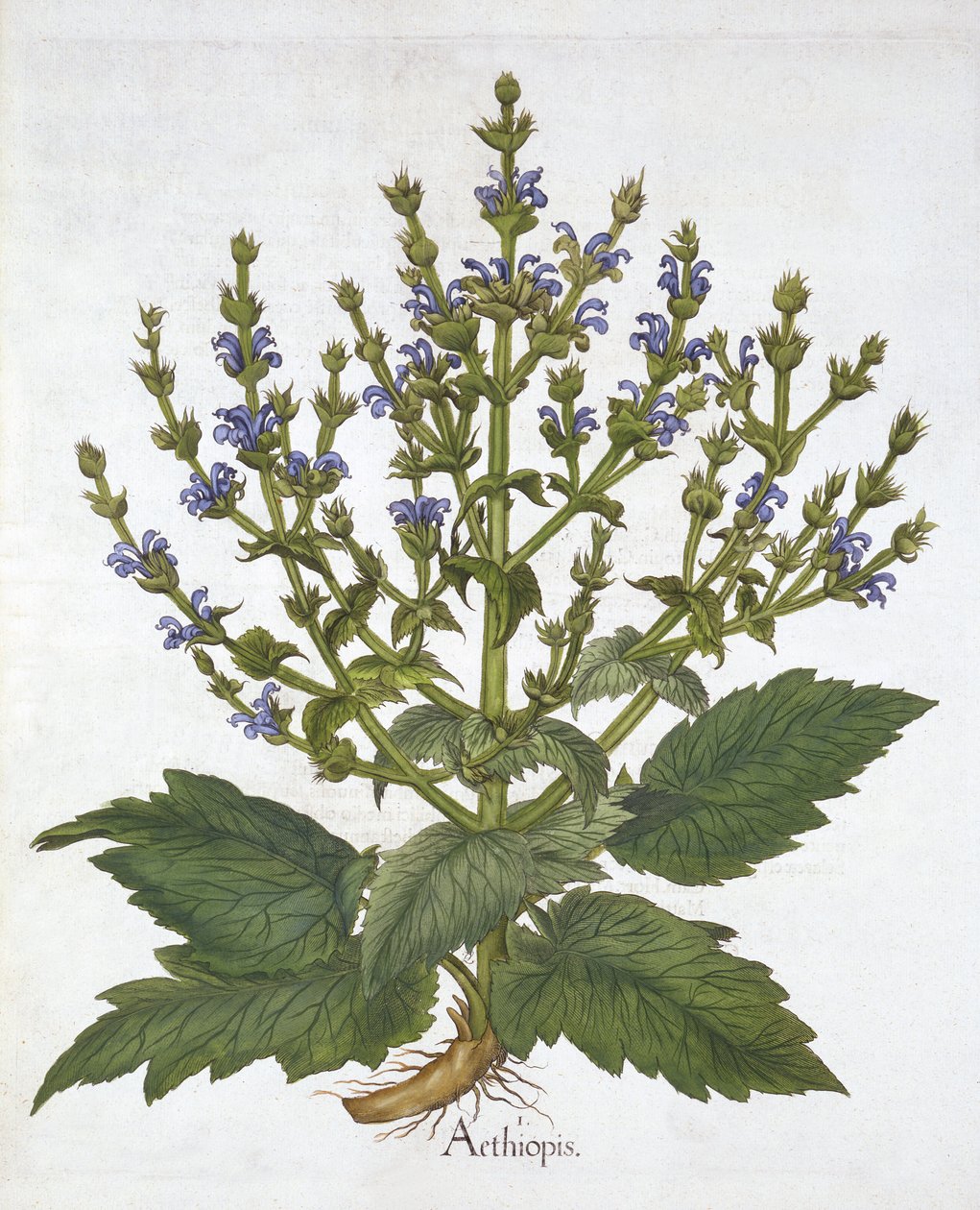 Szałwia śródziemnomorska, z „Hortus Eystettensis”, Basil Besler autorstwa German School
