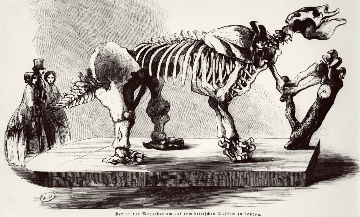 Szkielet Megatherium w British Museum autorstwa German School