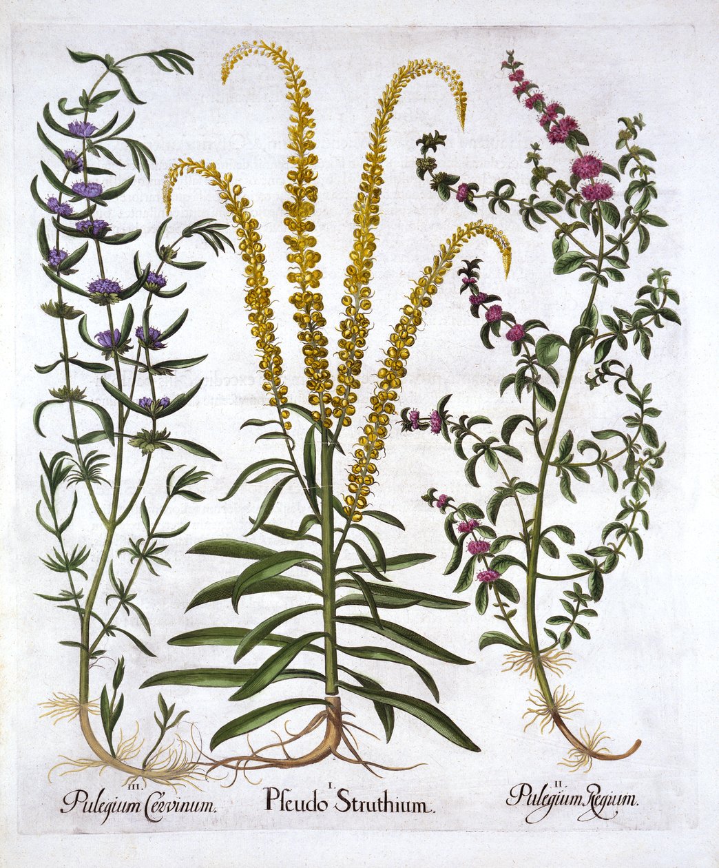 Mignonette, Pennyroyal and Marsh Mint, z Hortus Eystettensis, Basil Besler (1561-1629), wyd. 1613 (grawerowanie ręcznie kolorowane) autorstwa German School