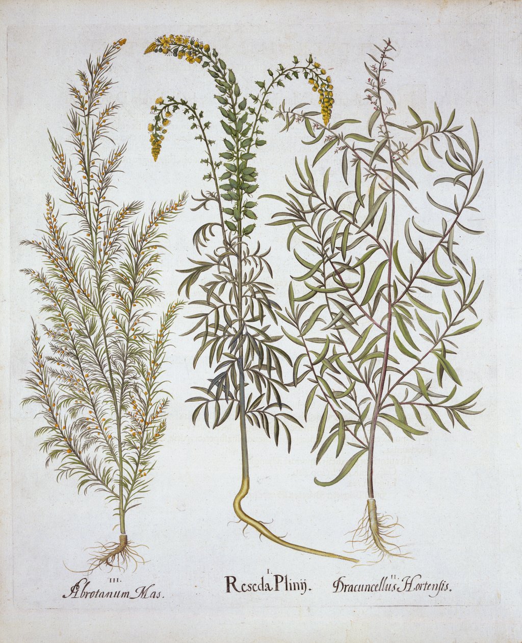Mignonette, Southernwood i Estragon, z Hortus Eystettensis, Basil Besler (1561-1629), wyd. 1613 (grawerowanie ręcznie kolorowane) autorstwa German School