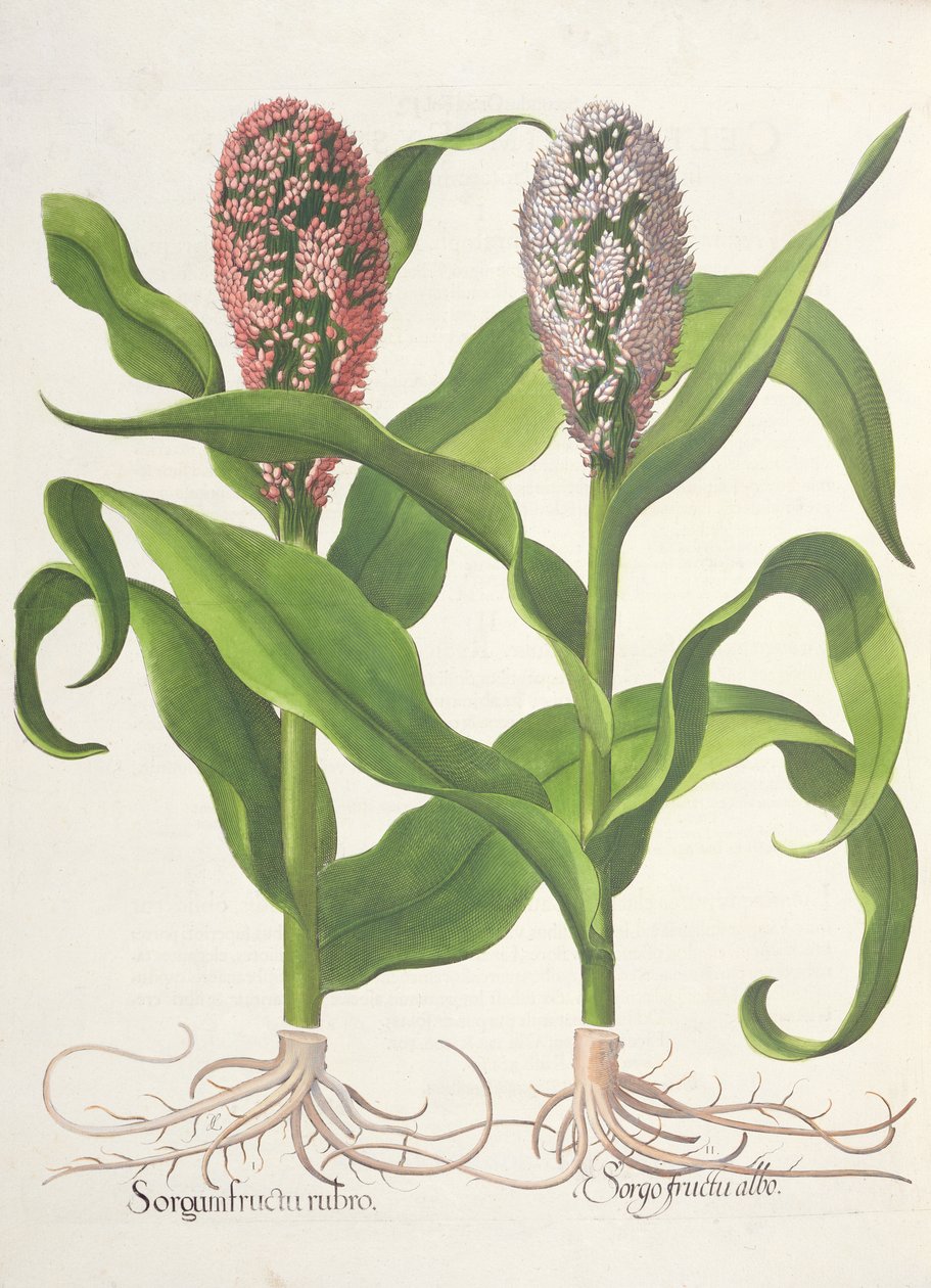 Kasza jaglana: 1. Sorgo z czerwonymi owocami; Owoc Sorgo biały, z Hortus Eystettensis autorstwa Basila Beslera (1561-1629), wyd. 1613 autorstwa German School