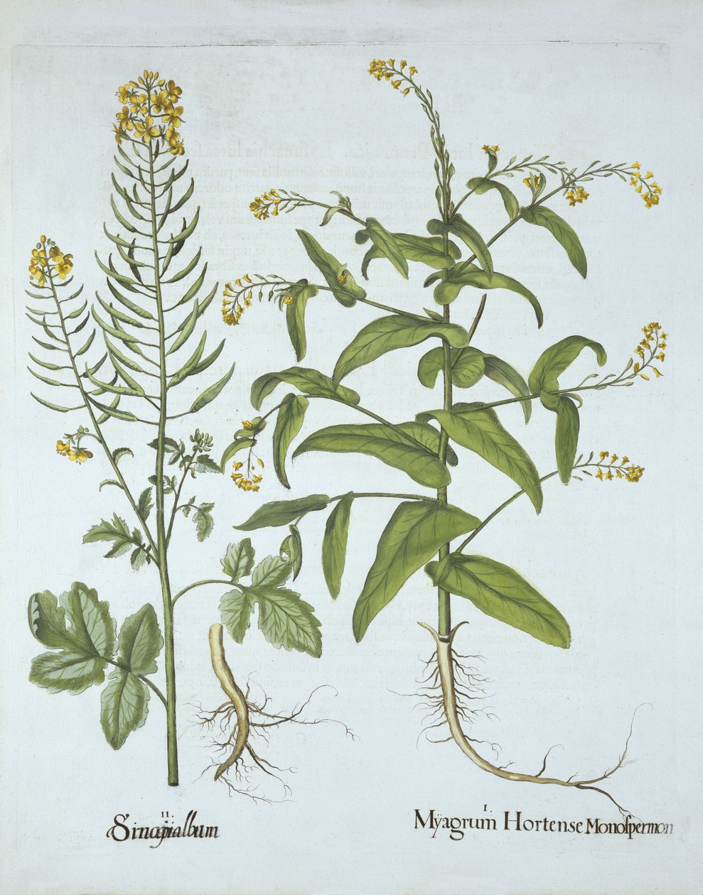 Rzeżucha Mitre i Gorczyca Biała, z Hortus Eystettensis, Basil Besler (1561-1629), wyd. 1613 (grawerowanie ręcznie kolorowane) autorstwa German School