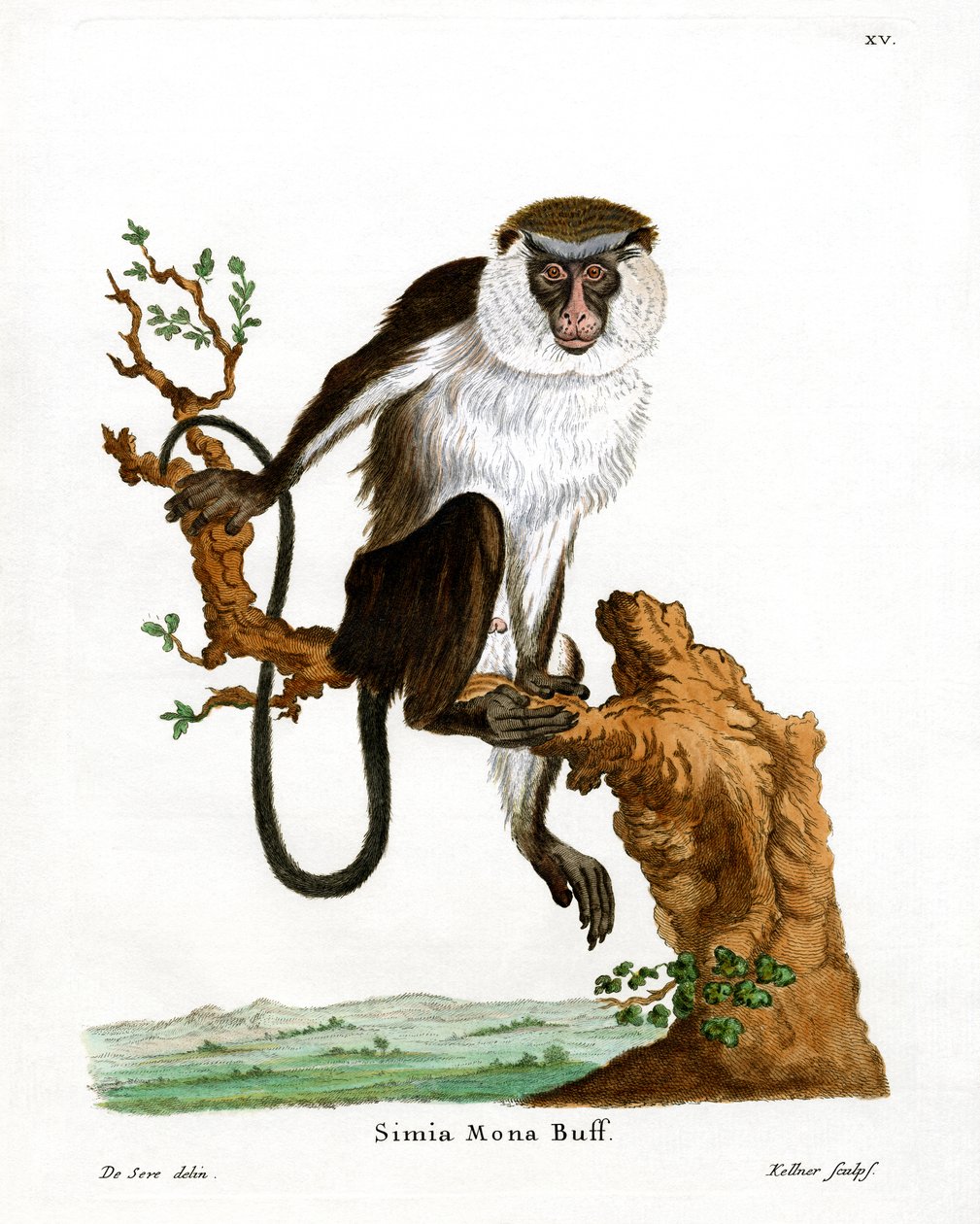 Mona Monkey (kolorowy grawerunek) autorstwa German School