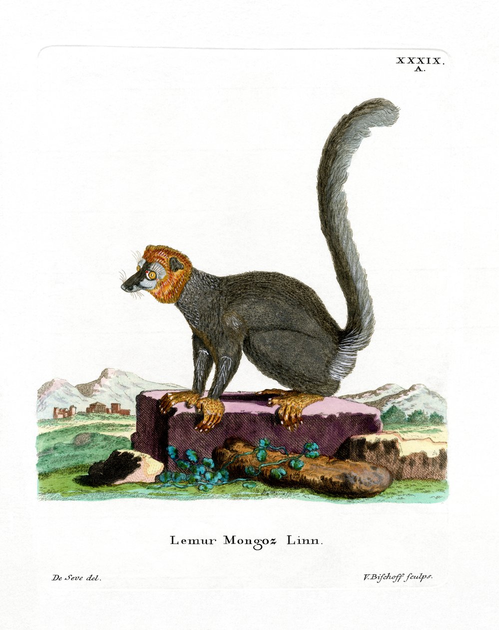 Lemur Mongoose (kolorowy grawerunek) autorstwa German School