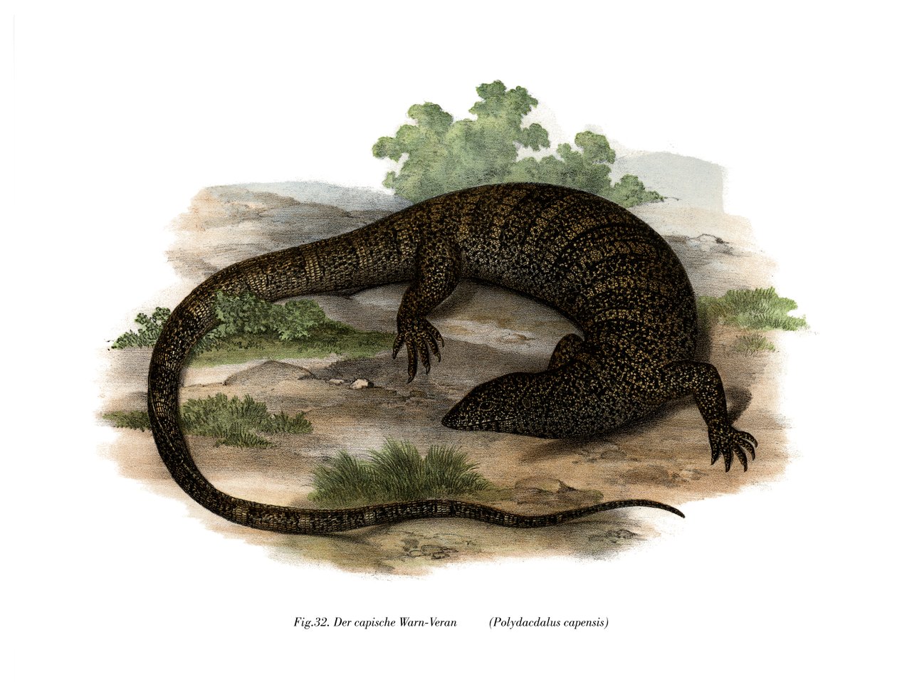 Monitor Lizard (kolor lito) autorstwa German School