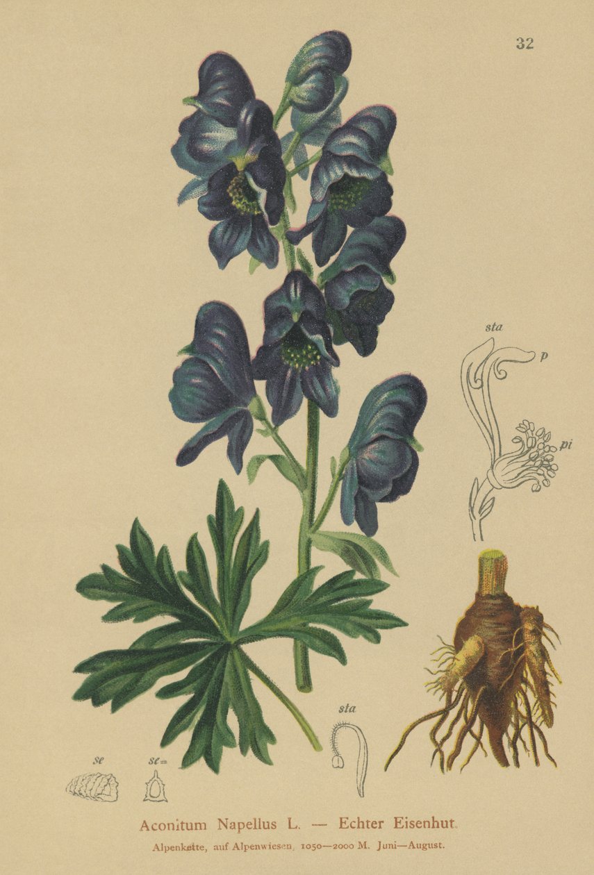 Tojad zwyczajny (Acontium Napellus) autorstwa German School