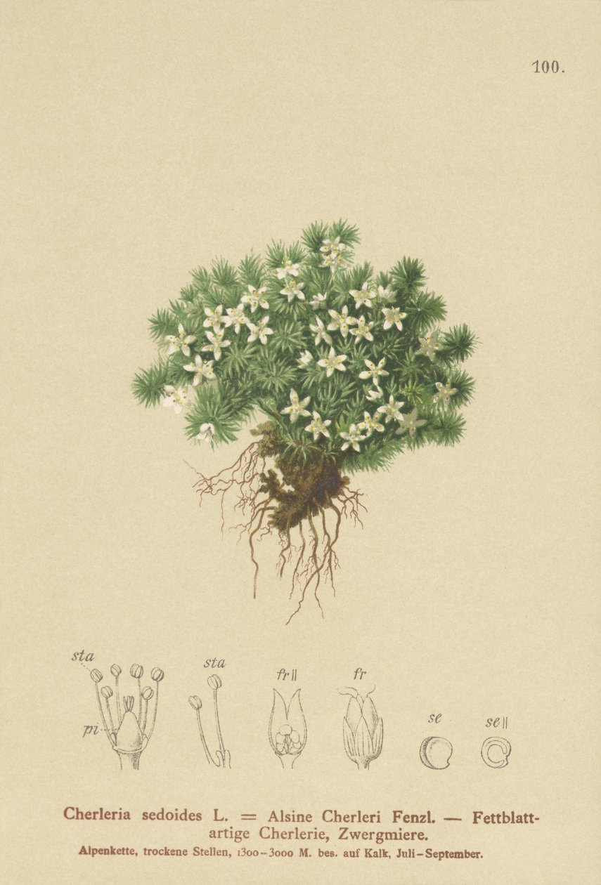 Cyphel omszony (Cherleria sedoides, Minuartia sedoides, Alsine Cherleri) autorstwa German School
