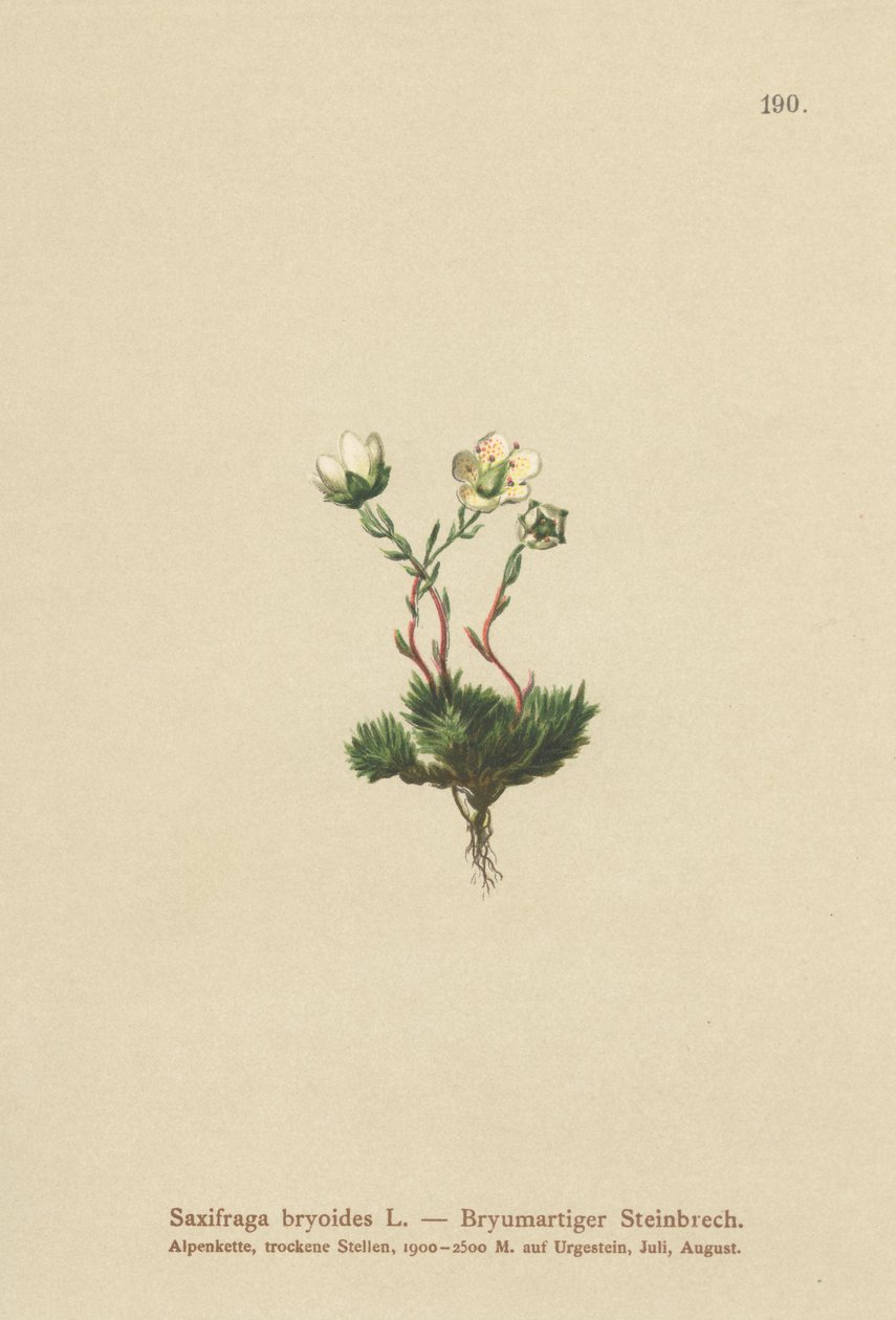Skalnica omszona (Saxifraga bryoides) autorstwa German School