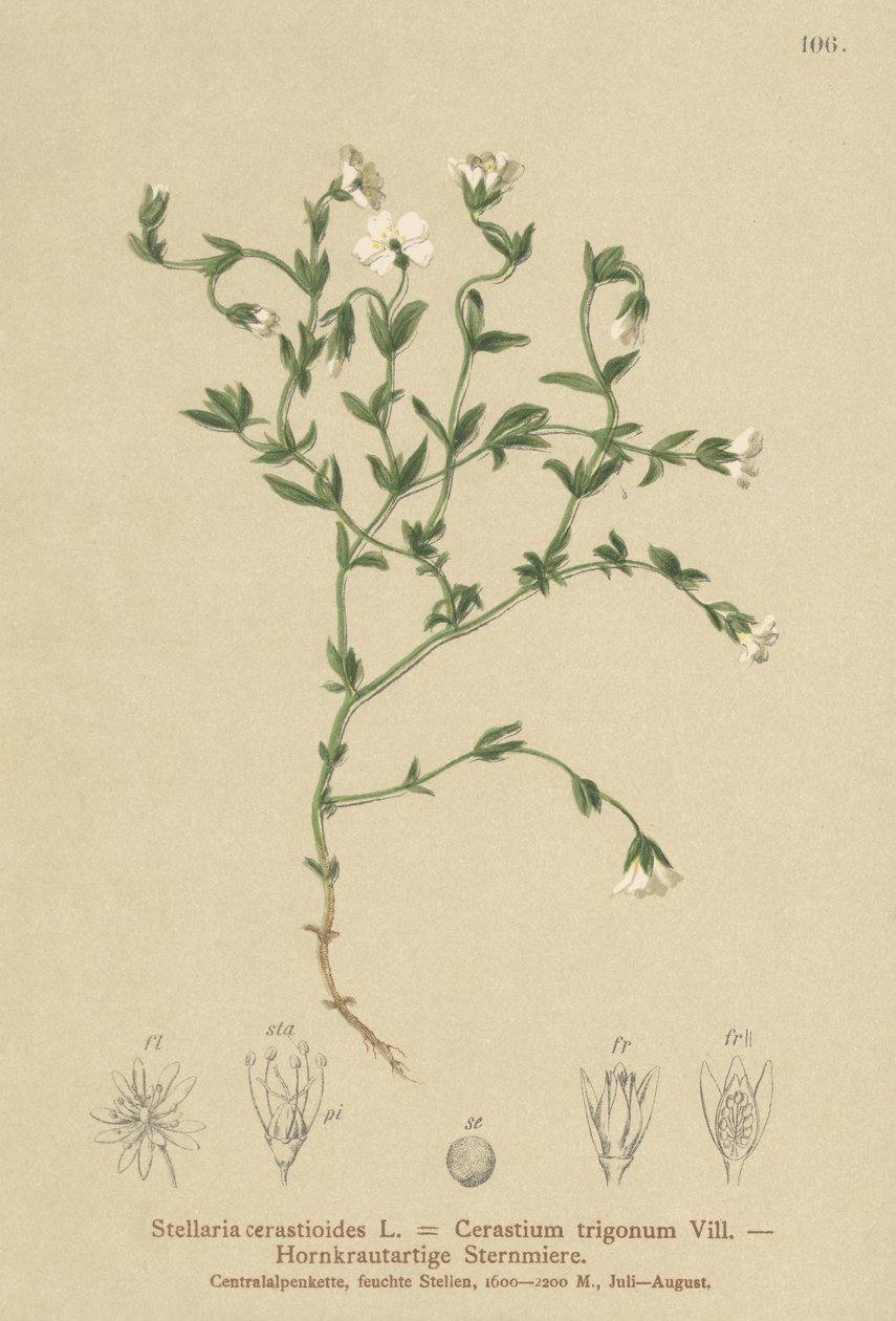 Chwalca górska (Stellaria cerastioides, Cerastium trigonum) autorstwa German School
