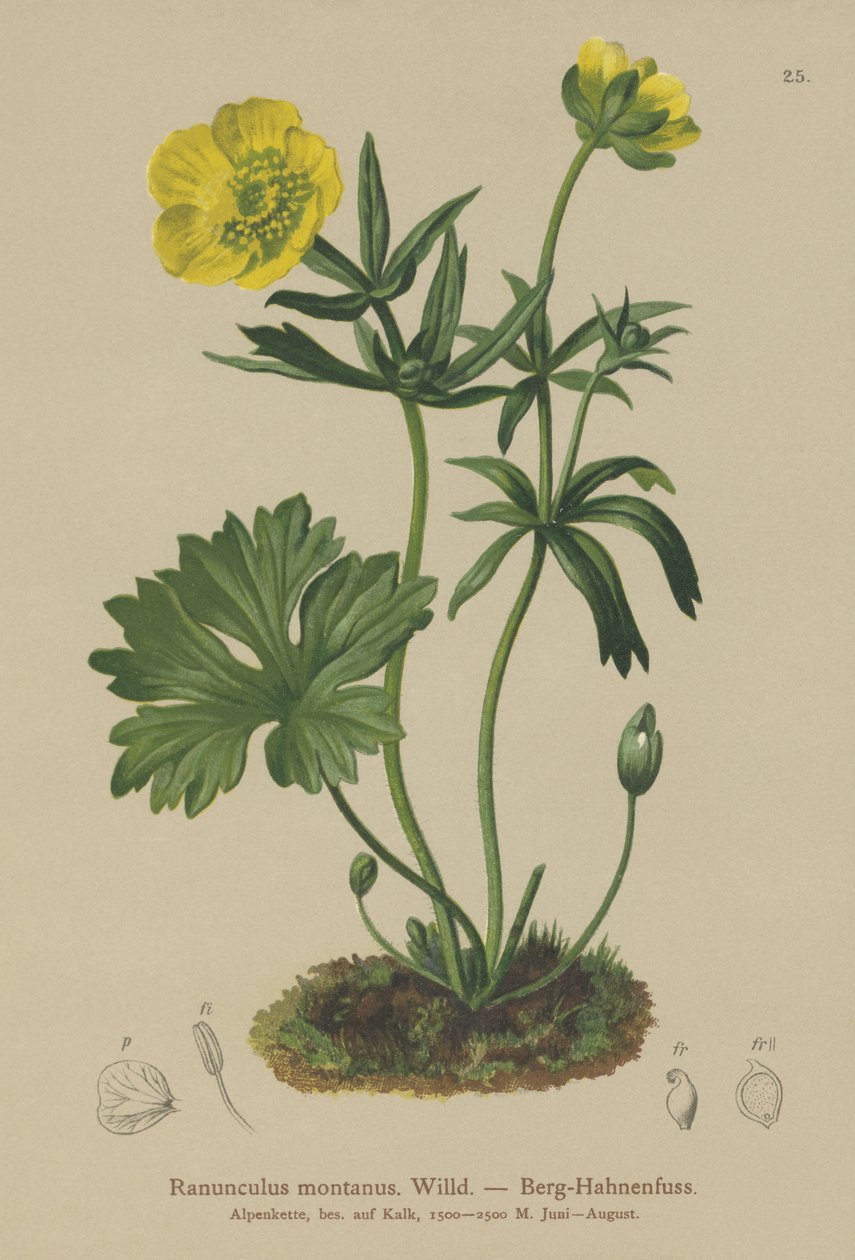 Crowfoot (Ranunculus montanus) autorstwa German School
