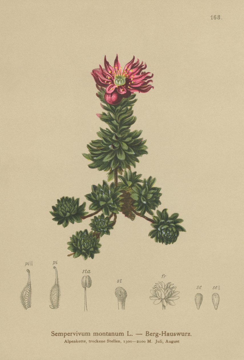 Rojnik górski (Sempervivum montanum) autorstwa German School