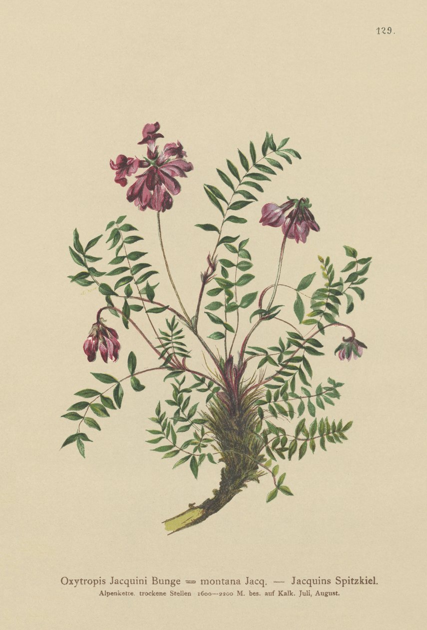 Wyka górska (Oxytropis Jacquini, Oxytropis montana) autorstwa German School