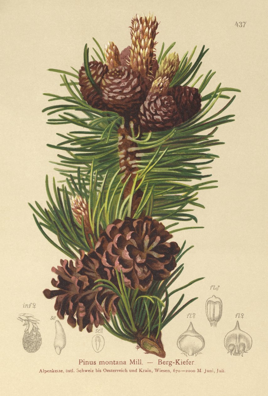 Sosna górska (Pinus montana, Pinus mugo) autorstwa German School