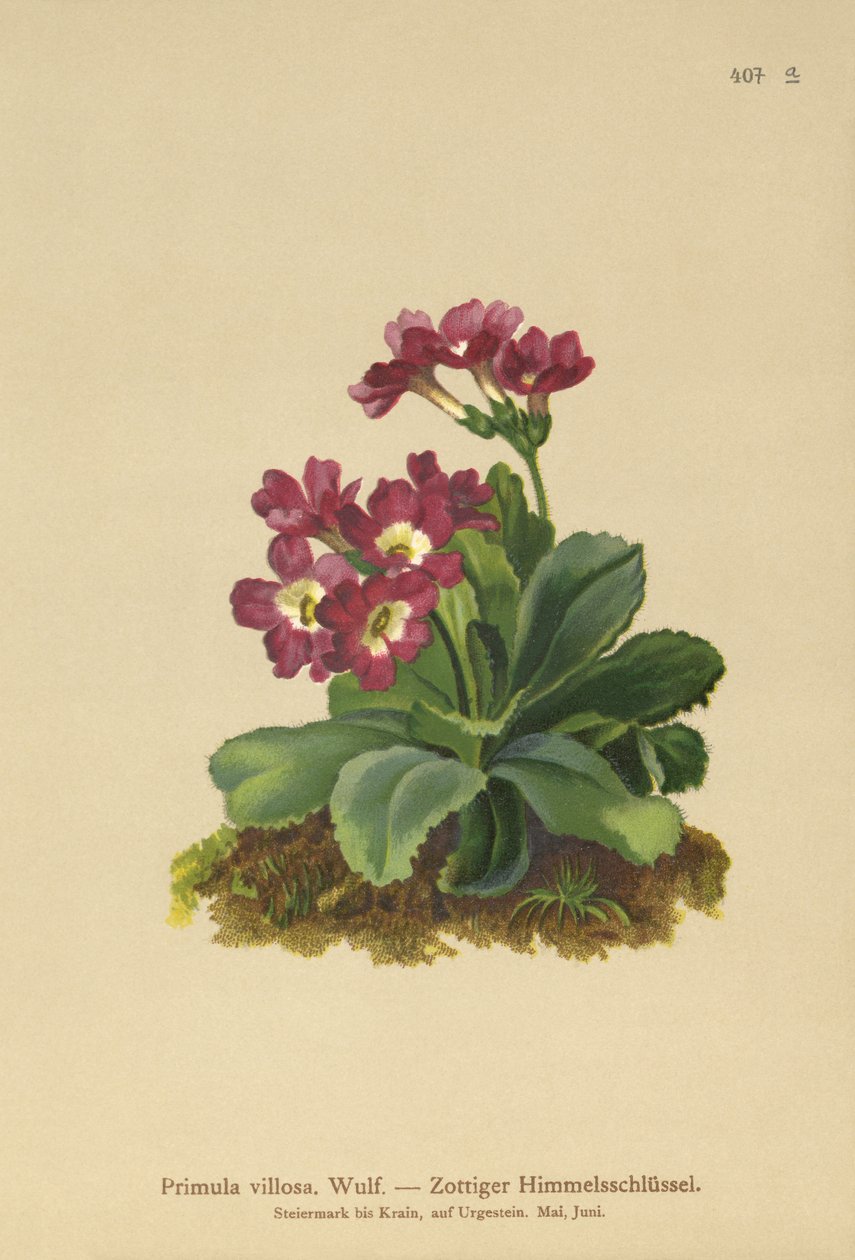 Pierwiosnek górski (Primula villosa) autorstwa German School