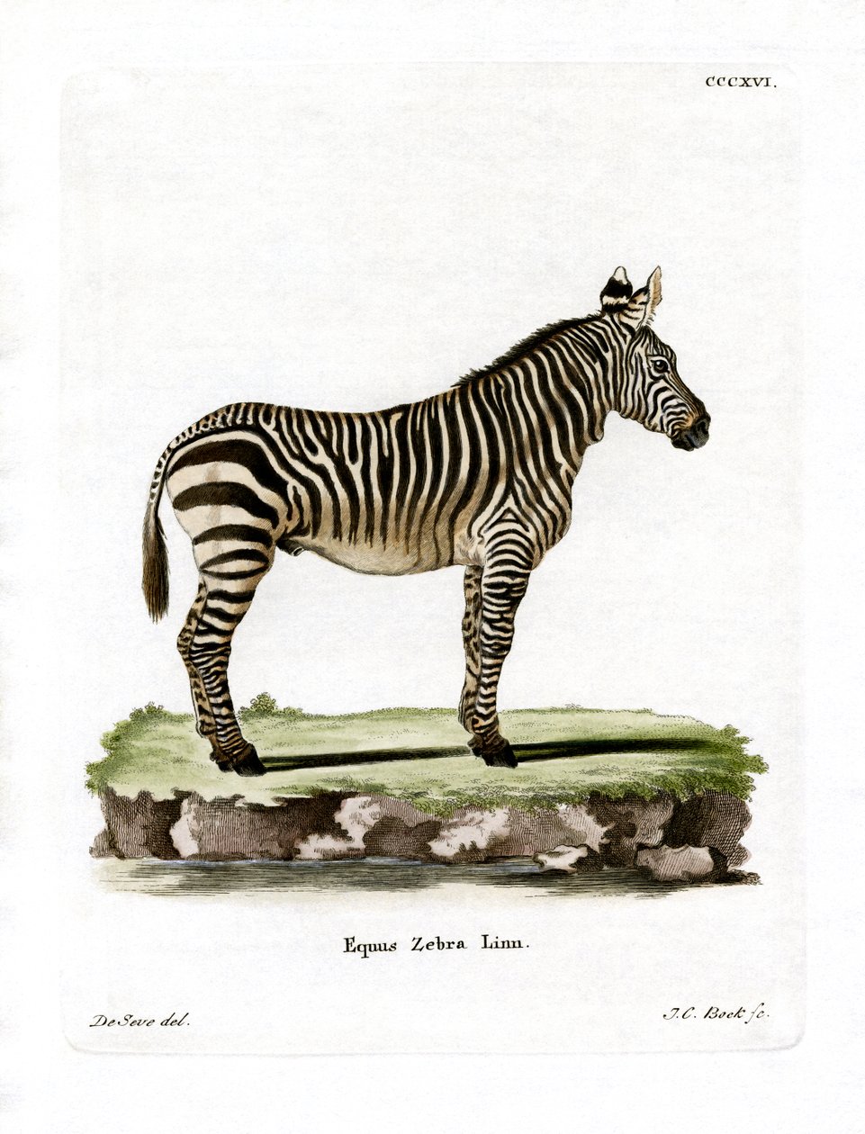 Zebra górska (kolorowy grawerunek) autorstwa German School