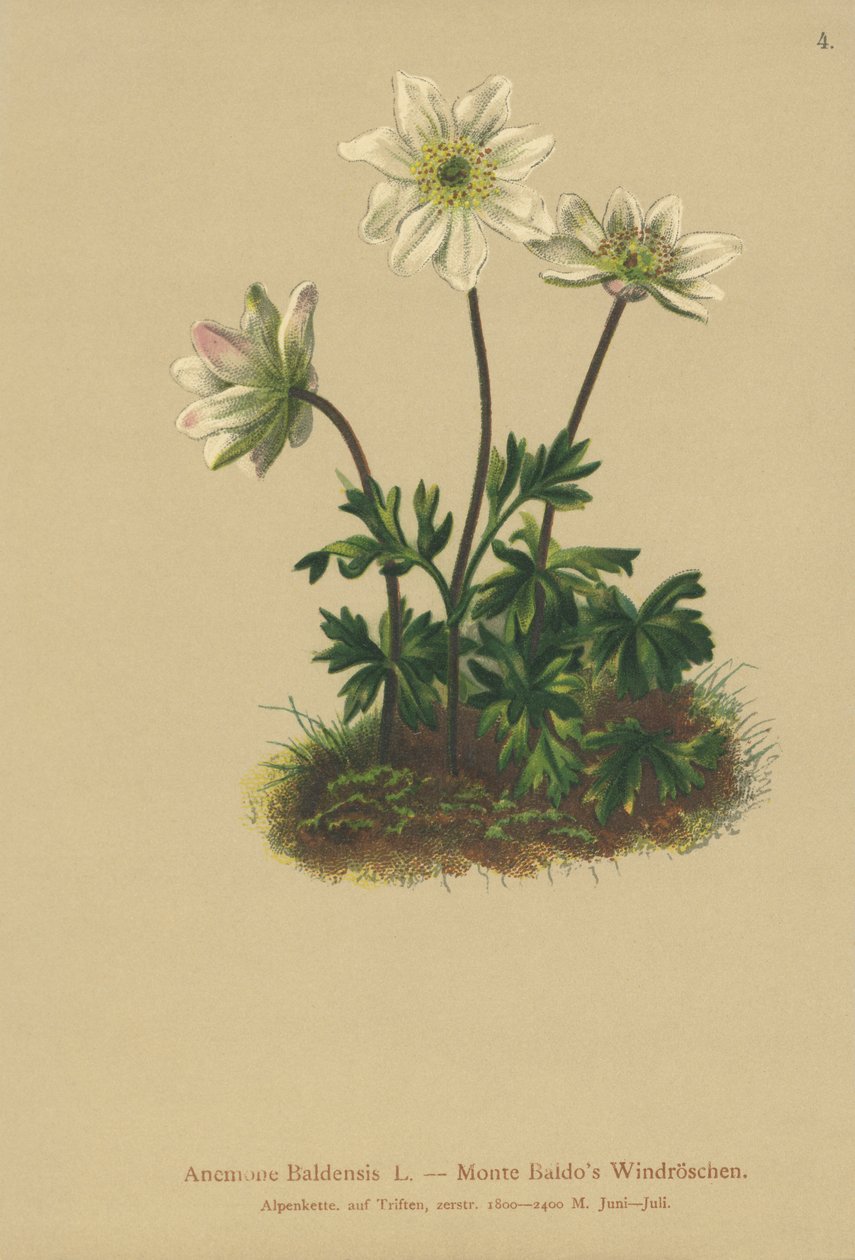 Góra Baldo Anemone (Anemone Baldensis) autorstwa German School