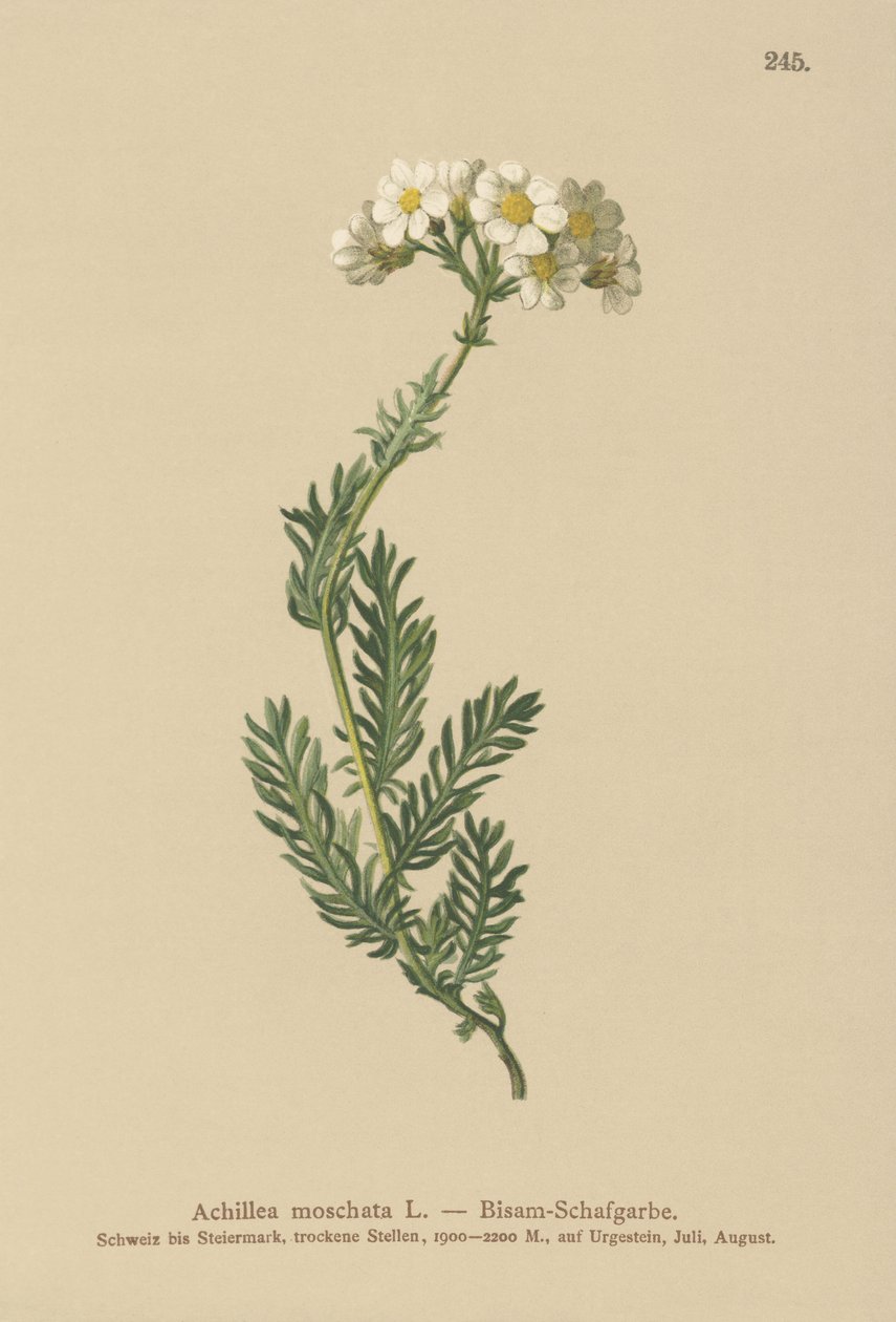 Miloil piżmowy (Achillea moschata, Achillea erba-rotta ssp. moschata) autorstwa German School