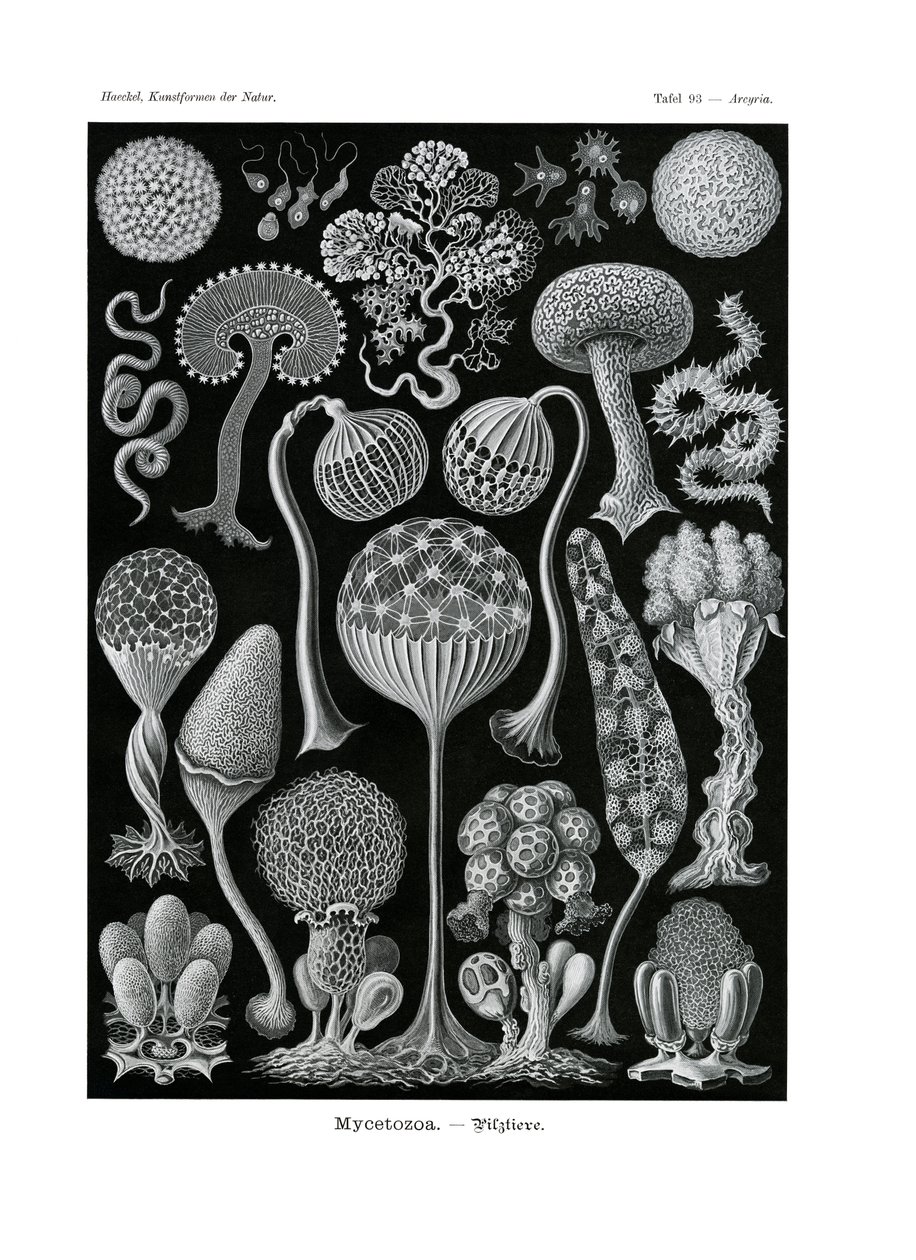 Mycetozoa, 1899-1904 autorstwa German School