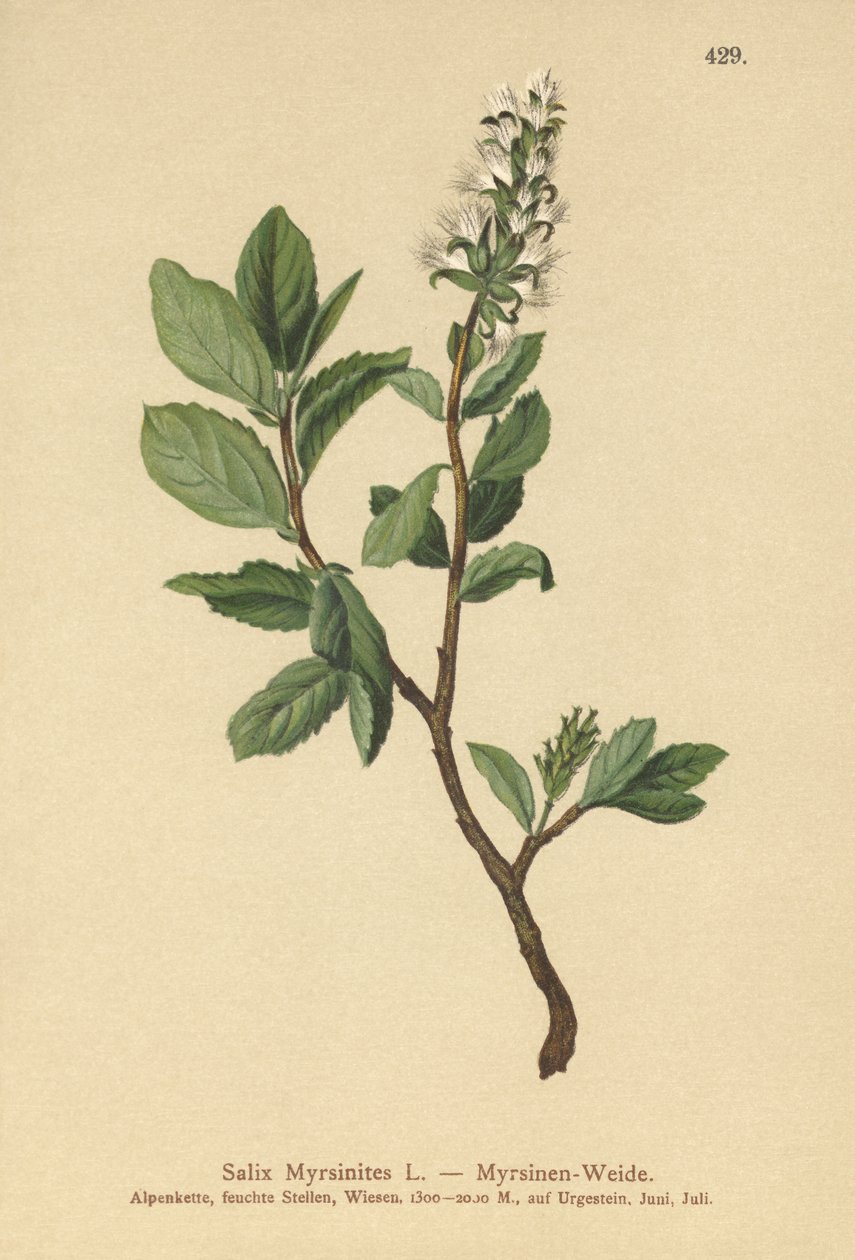Wierzba Mirtowa (Salix Myrsinites) autorstwa German School