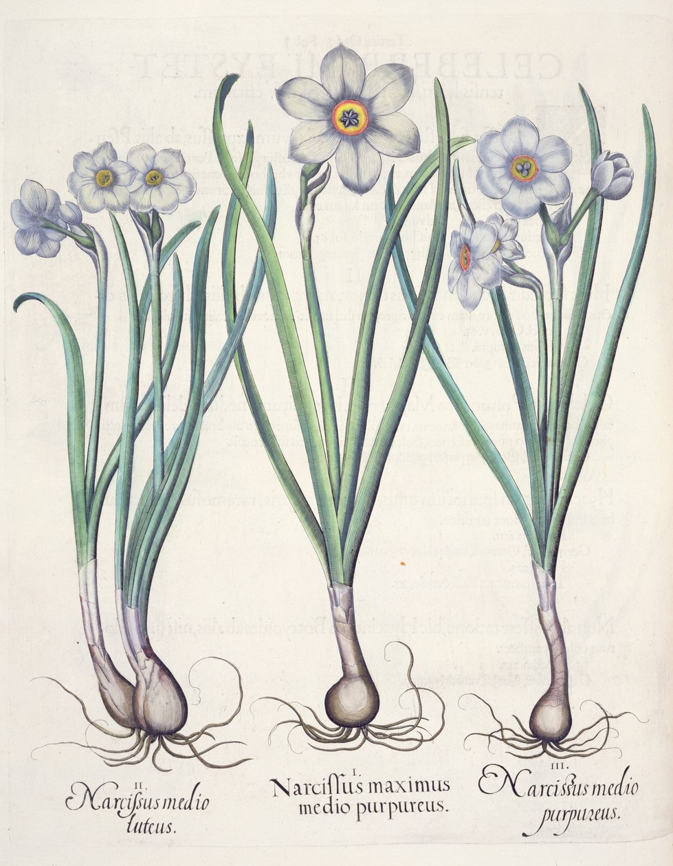 Narcyz: 1. Narcyz największy wśród purpury; 2. Narcyz w środku; 3. Narcissus purpureus, z Hortus Eystettensis Basila Beslera (1561-1629), wyd. 1613 autorstwa German School