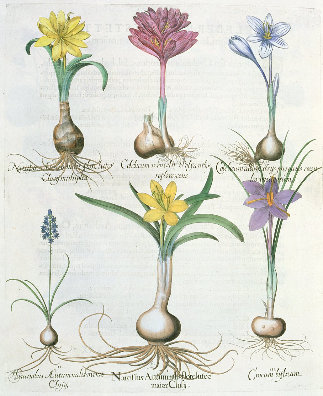 Narcyzy, krokusy i hiacynt: 1. Narcissus autumnalis; 2.Hyacinthus autumnalis; 3.Crocum biflorum; 4. Album kolchium; 5.Colchium versicolor; 6. Narcissus autumnalis, z Hortus Eystettensis autorstwa Ba autorstwa German School