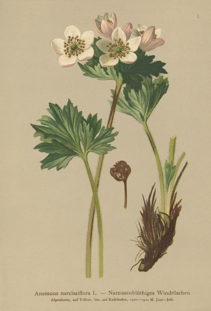Anemone kwitnące narcyza (Anemone narcissiflora) autorstwa German School