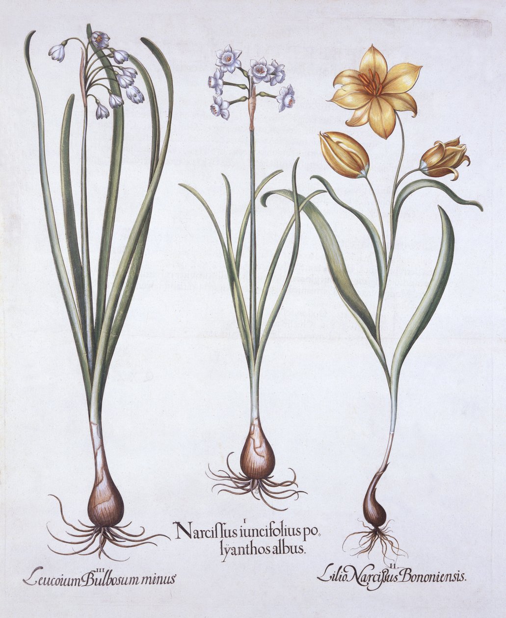 Narcyz, tulipan i letni płatek śniegu, z Hortus Eystettensis, Basil Besler (1561-1629), wyd. 1613 (grawerowanie ręcznie kolorowane) autorstwa German School