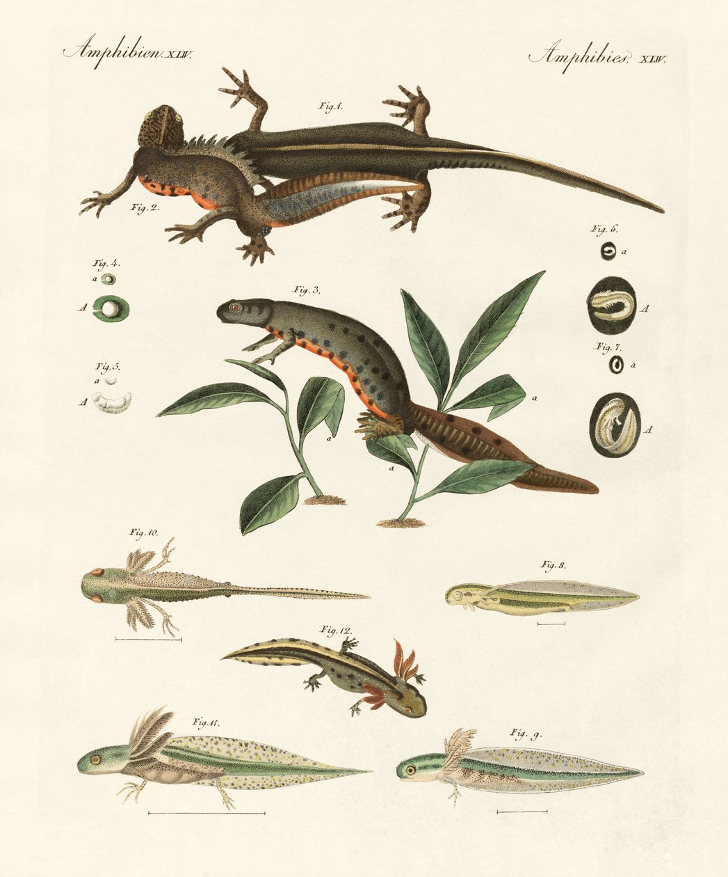 Historia naturalna salamandry morskiej (kolorowy grawer) autorstwa German School