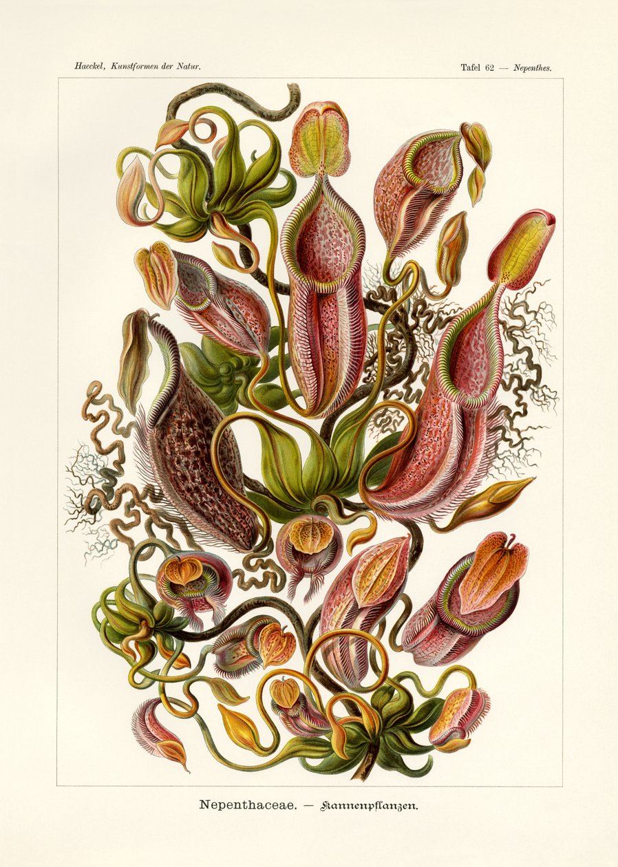 Nepenthaceae, 1899-1904 autorstwa German School