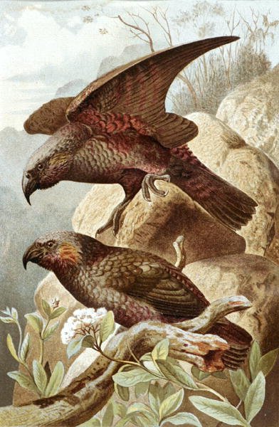 Nestor Parrot, tablica z "Brehms Tierleben: Allgemeine Kunde des Tierreichs", vol.5, s.382, wydana przez Bibliographisches Institut autorstwa German School