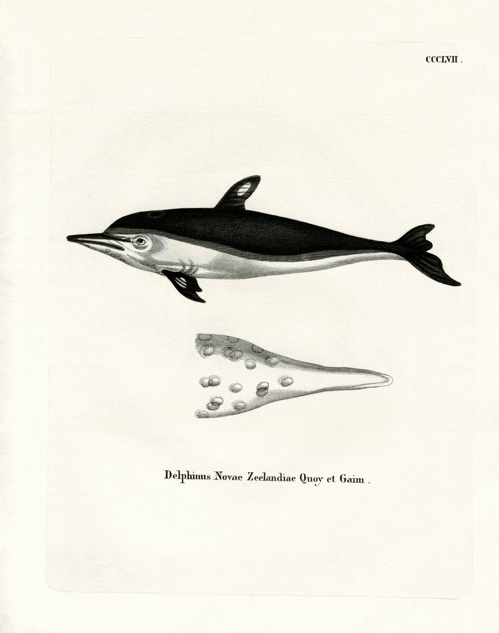 New Zealand Dolphin (kolorowy grawerunek) autorstwa German School