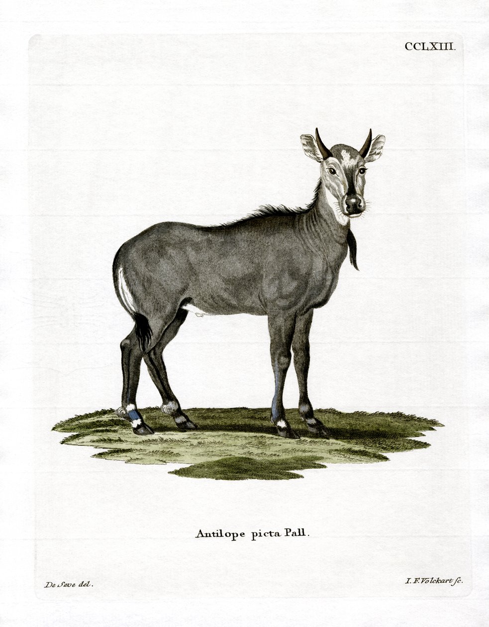 Nilgai (kolorowy grawerunek) autorstwa German School