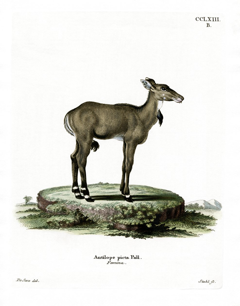 Nilgai (kolorowy grawerunek) autorstwa German School