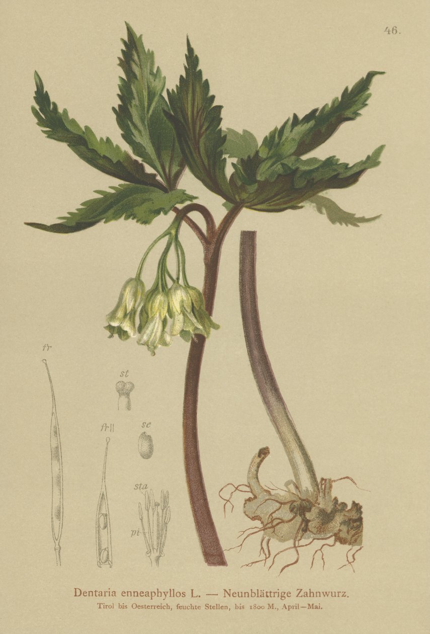 Dziewięciolistna brzeczka koralowa (Dentaria enneaphyllos) autorstwa German School