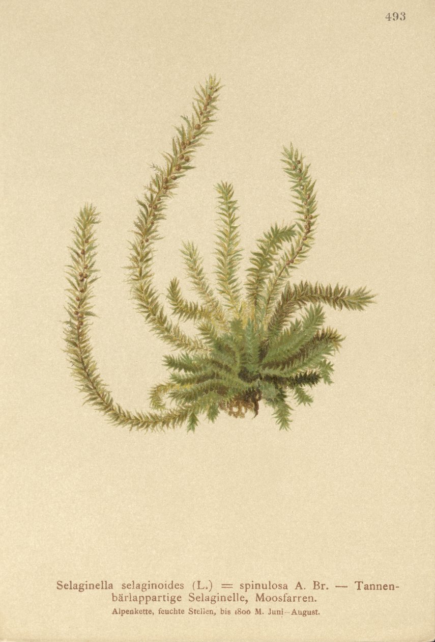 Kolczaka północna (Selaginella selaginoides, Selaginella spinulosa, Lycopodium selaginoides, Bernhardia spinosa) autorstwa German School