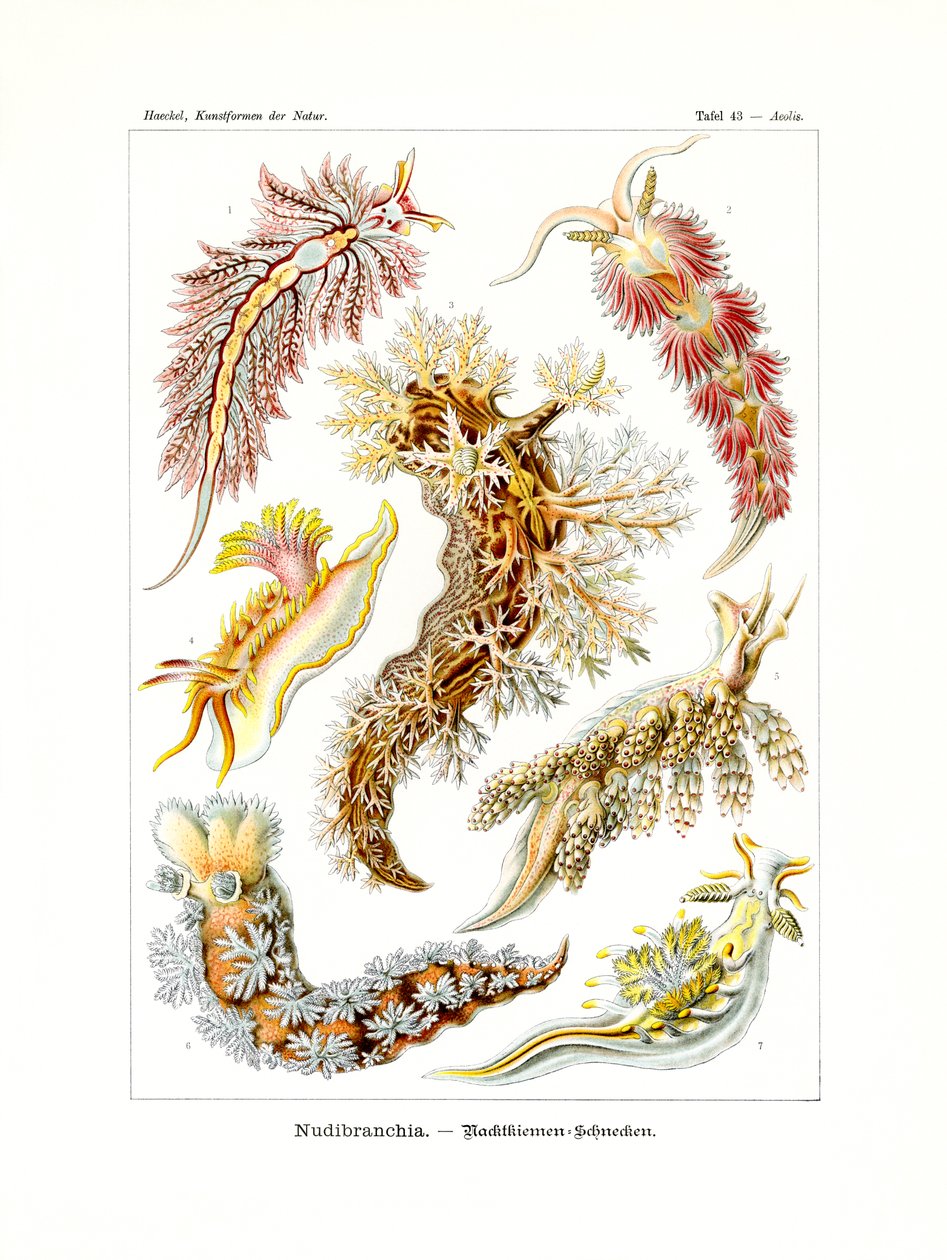 Nudibranchia, 1899-1904 autorstwa German School