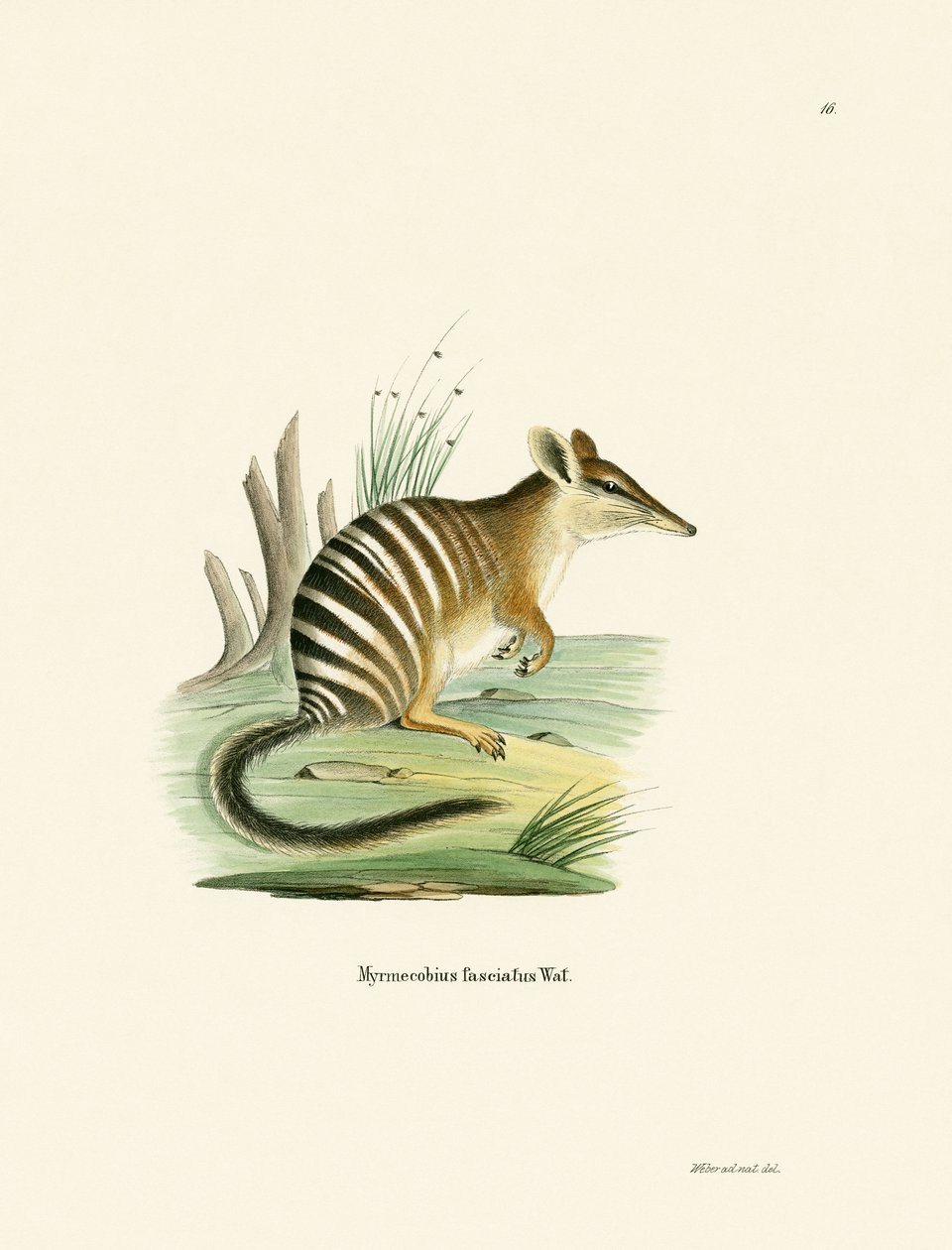 Numbat (kolorowy grawerunek) autorstwa German School
