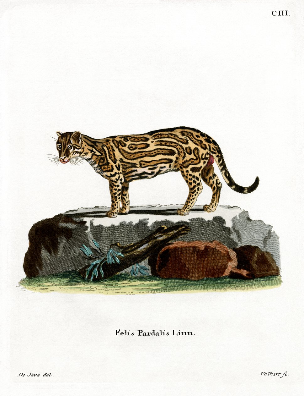 Ocelot (kolorowy grawer) autorstwa German School