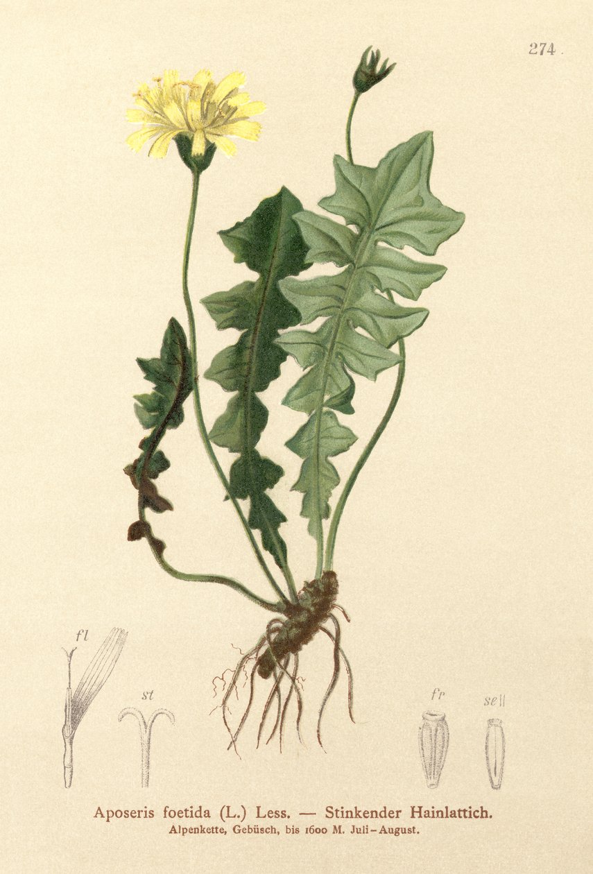 Sałatka z pachnącej świni (Aposeris foetida) autorstwa German School