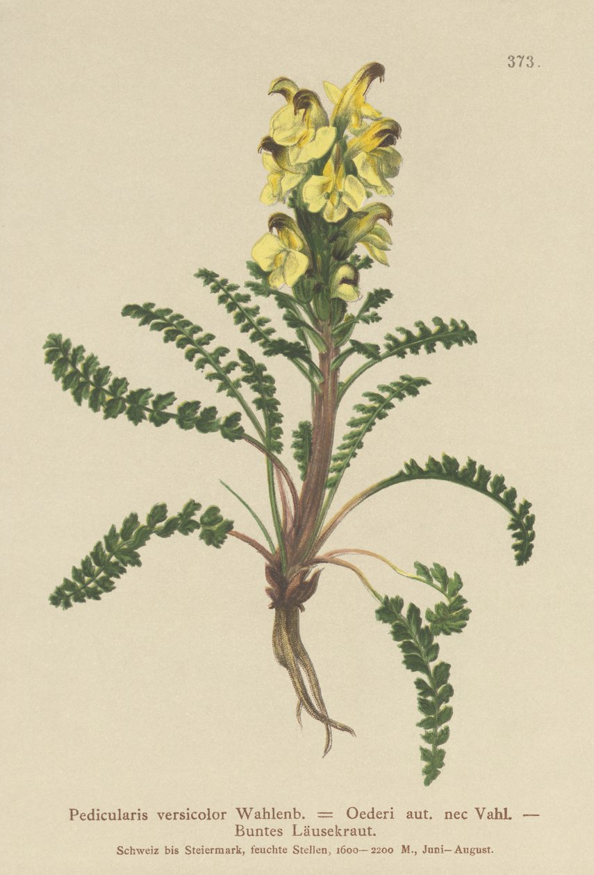 Przylaszczka pospolita (Pedicularis versicolor, Pedicularis Oederi) autorstwa German School