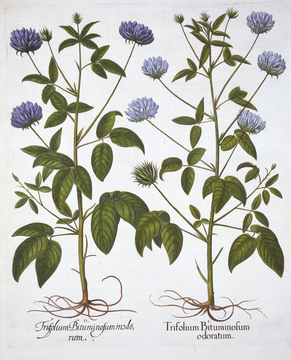 Jednokwiatowe Koniczyny, z Hortus Eystettensis, Basil Besler (1561-1629), wyd. 1613 (grawerowanie ręcznie kolorowane) autorstwa German School
