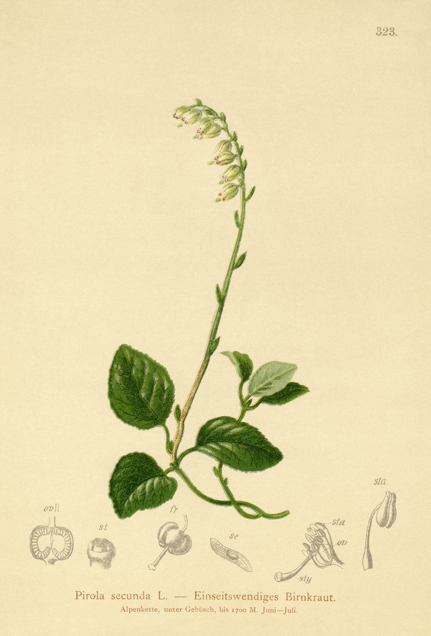 Jednostronny Wintergreen (Pirola secunda, Pyrola secunda, Orthilia secunda, Ramischia elatior, Ramischia secunda) autorstwa German School